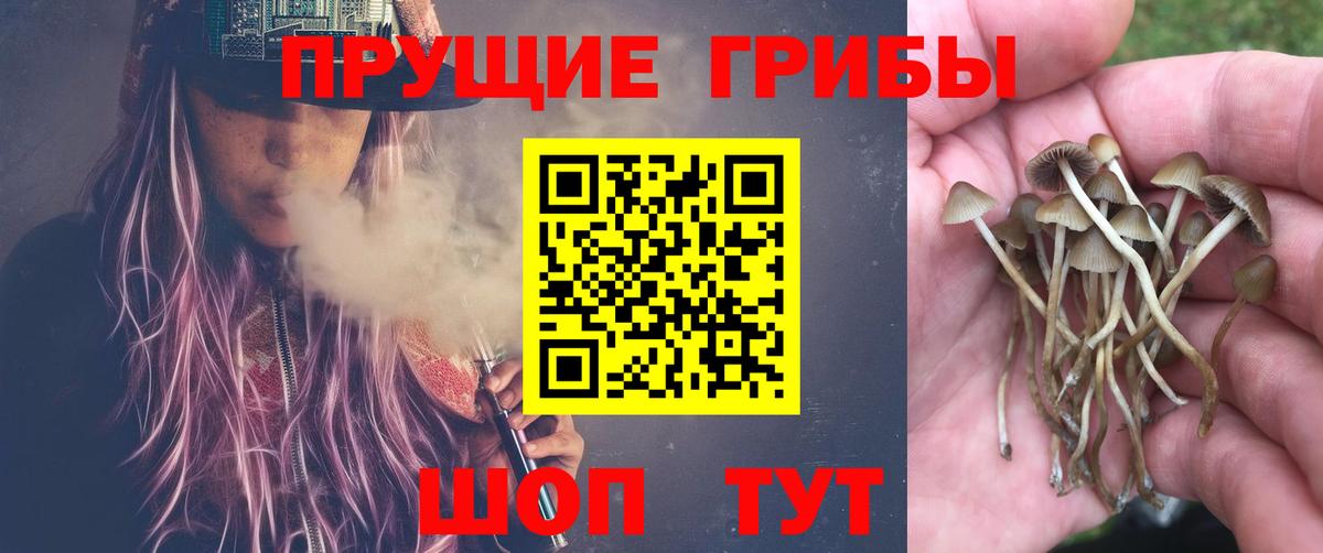 Галлюциногенные грибы Psilocybine cubensis Избербаш